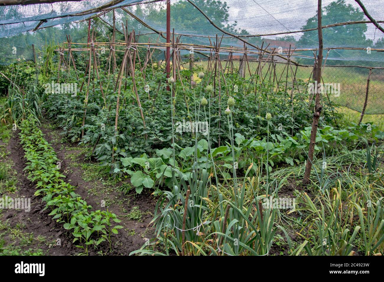 Parte di un giardino rurale con verdure precoci sotto una rete protettiva. Protezione della rete dalla luce diretta del sole e dalle intemperie. Foto Stock