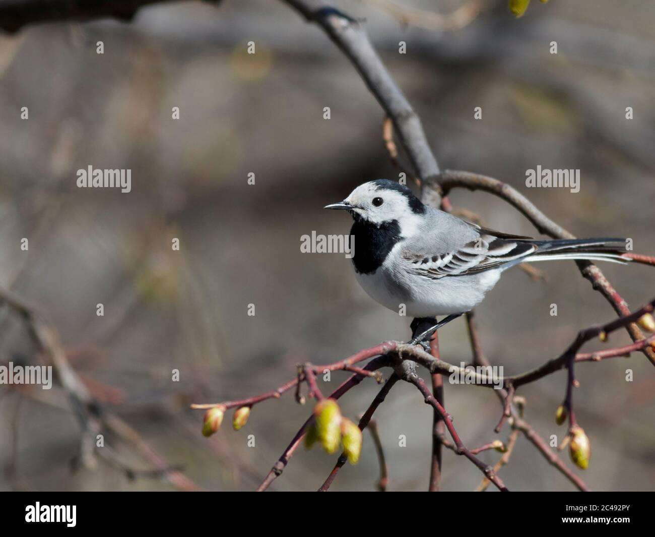 Coda bianca (Motacilla alba) che perching su un ramo di albero. Mosca, Russia. Foto Stock