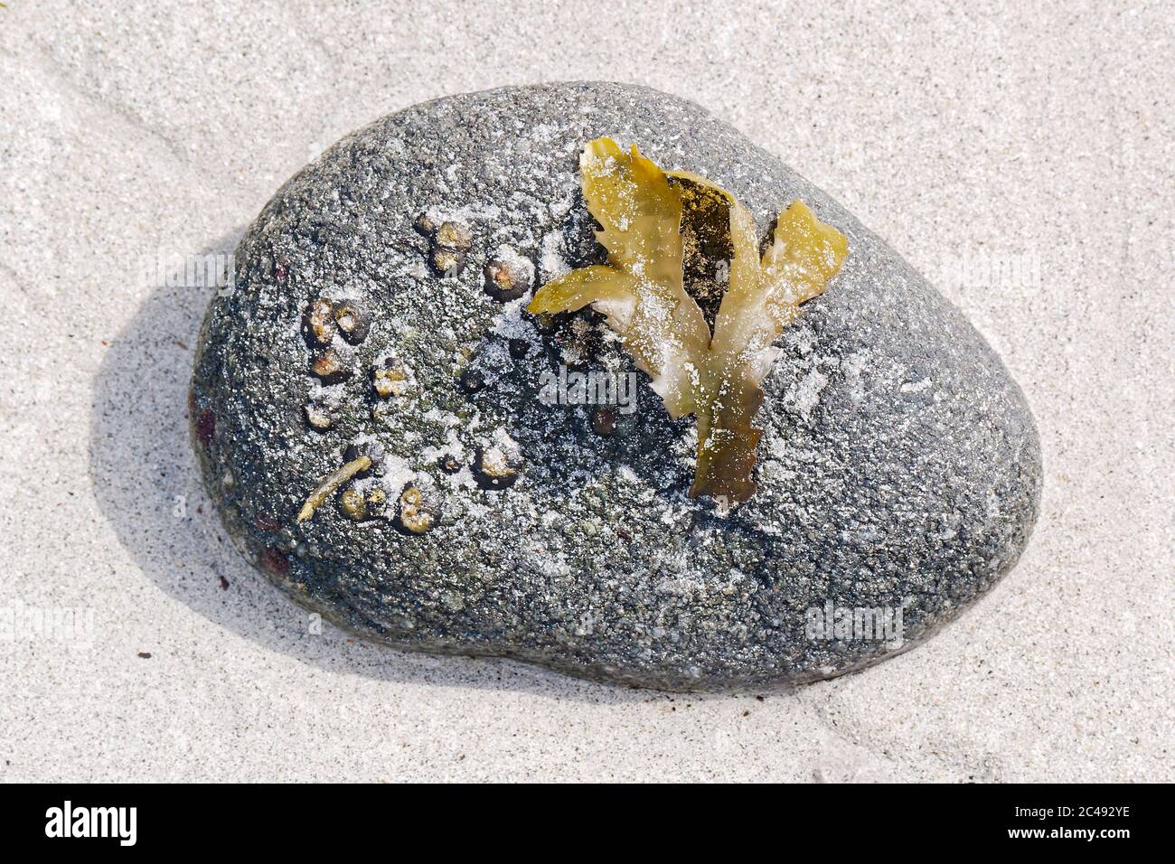 Una piccola roccia bagnata sulla sabbia con piccole limette aggrappate a un frammento di alghe. Foto Stock