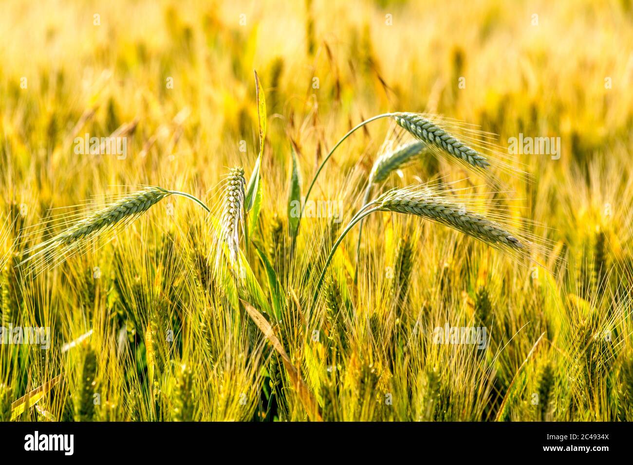 Closeup di spighe di grano, pianura Limagne, Puy de Dome, Auvergne-Rhone-Alpes, Francia, Foto Stock