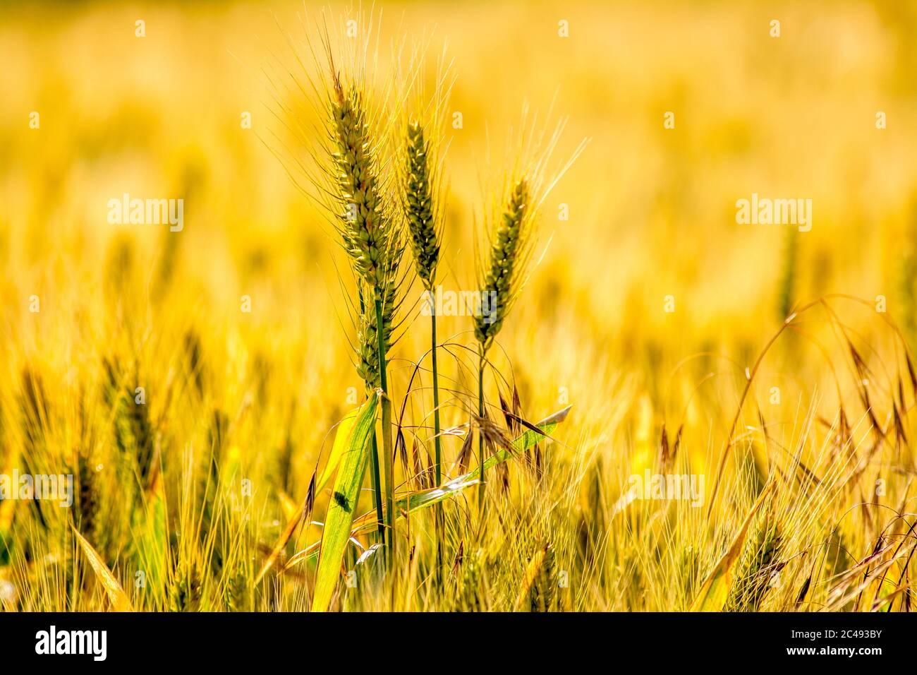 Closeup di spighe di grano, pianura Limagne, Puy de Dome, Auvergne-Rhone-Alpes, Francia, Foto Stock