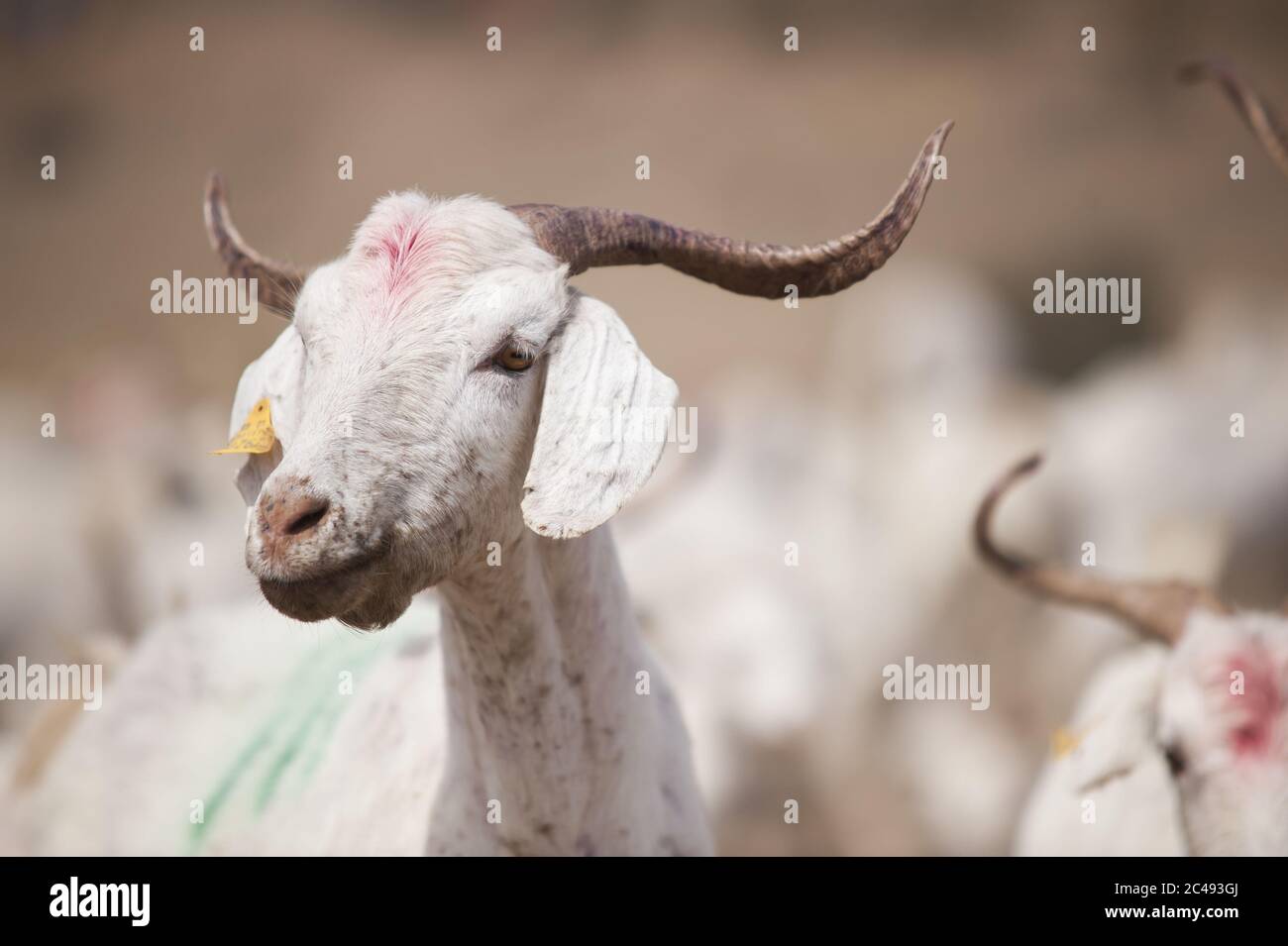 Capra bianca in una fattoria sotto la luce del sole con un sfondo sfocato - concetto di bestiame Foto Stock