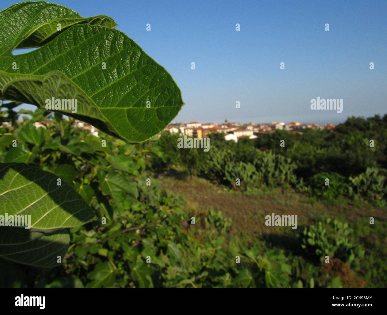 SICILIA, BELPASSO, ITALIA - 02 luglio 2011: Foto con focus su una foglia di fico, con sullo sfondo il villaggio di Belpasso in Sicilia. Italiano rurale l Foto Stock