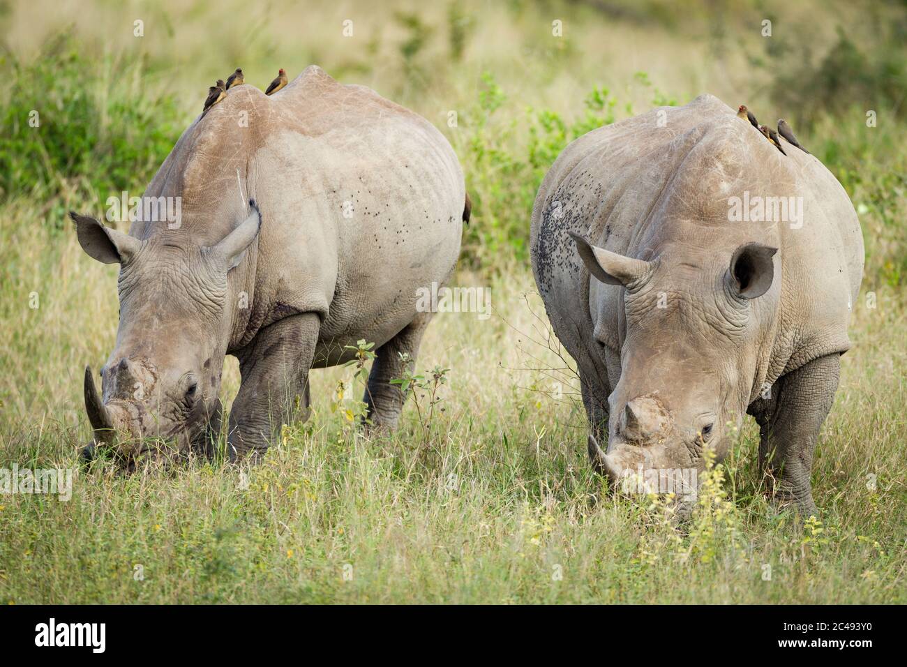 Due grandi adulti bianchi rinoceronti mangiano erba con bue-pecker rosso-macinato seduti sulle loro spalle a Kruger Park Sud Africa Foto Stock