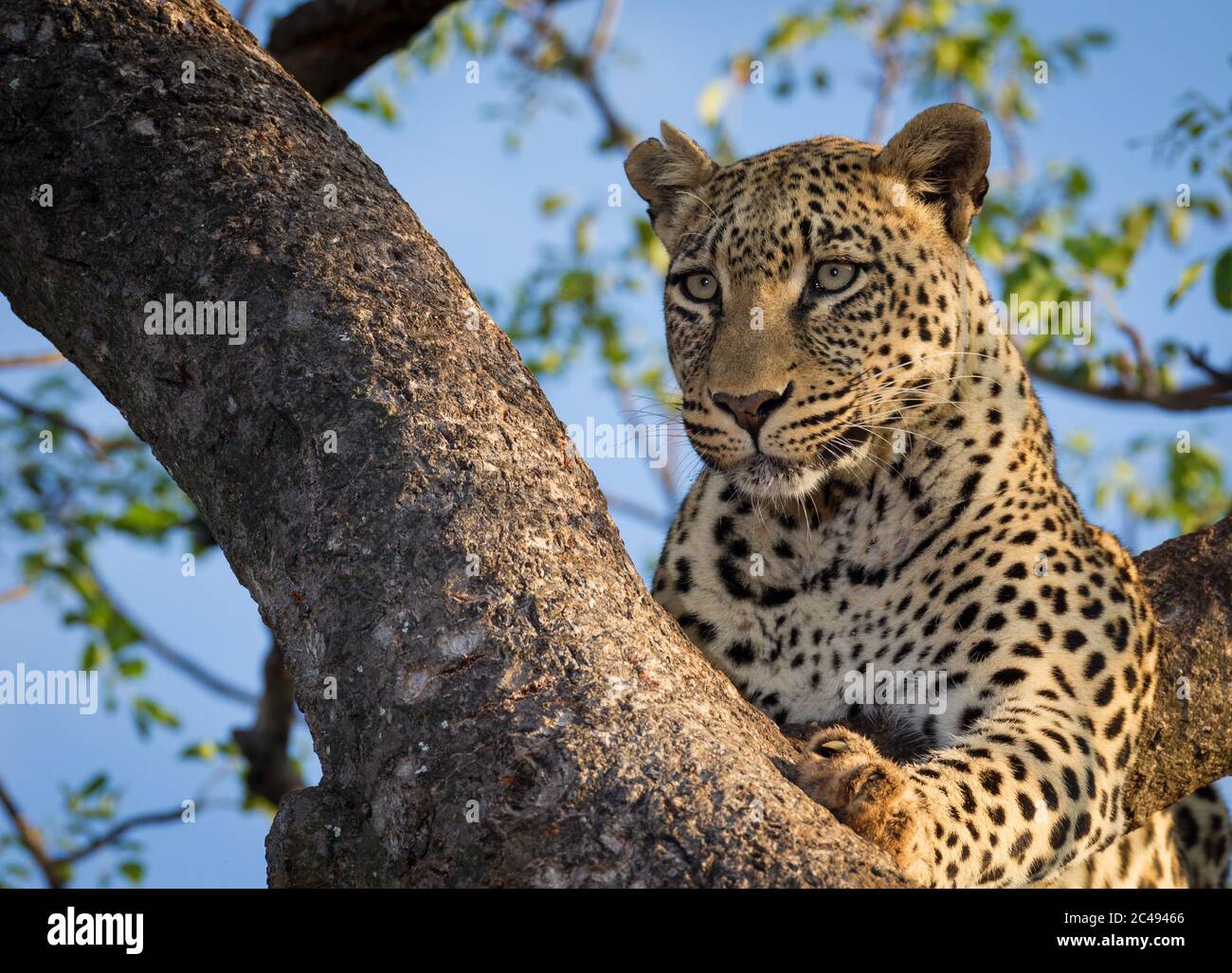 Un ritratto ravvicinato di un bellissimo leopardo seduto in un albero nella calda luce del pomeriggio a Kruger Park Sud Africa Foto Stock