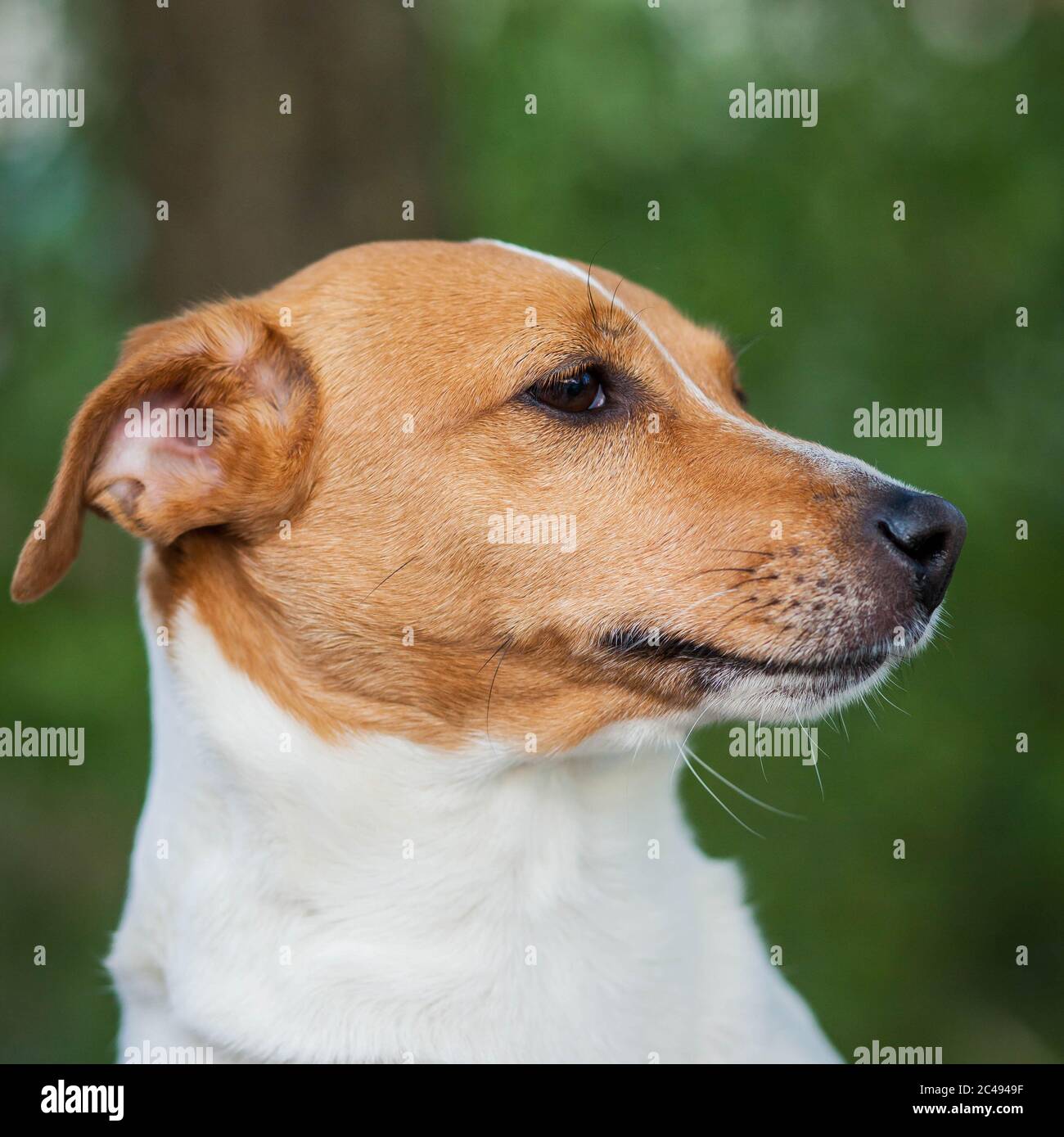 Ritratto di un piccolo cane della razza Jack Russell Terrier con macchie bianche e marroni Foto Stock Ritratto di un piccolo cane della razza Jack Russell Terrier con macchie bianche e marroni Foto Stock
