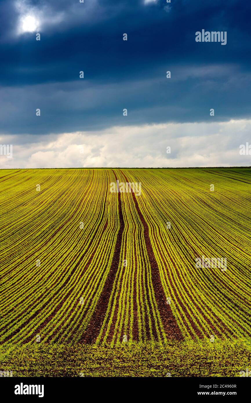 Campo di erba medica, Puy de Dome, Auvergne-Rodano-Alpi. Francia Foto Stock