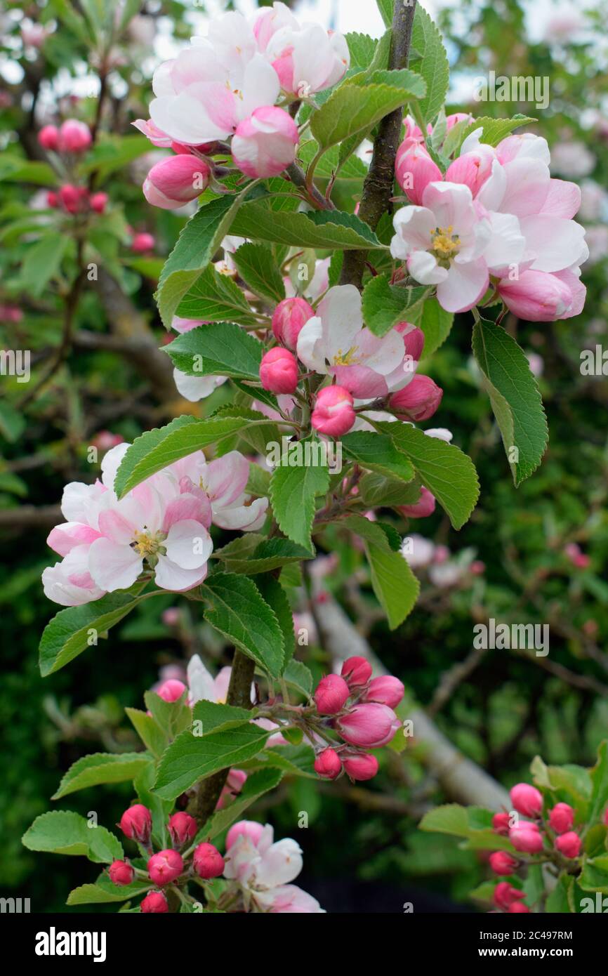 Fiore di melo Foto Stock