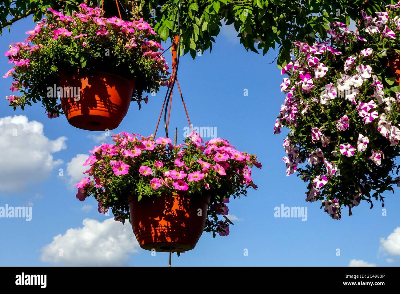 Cestino di appendere Petunia rosa, pentole Petunia Surfinia pentole Foto Stock