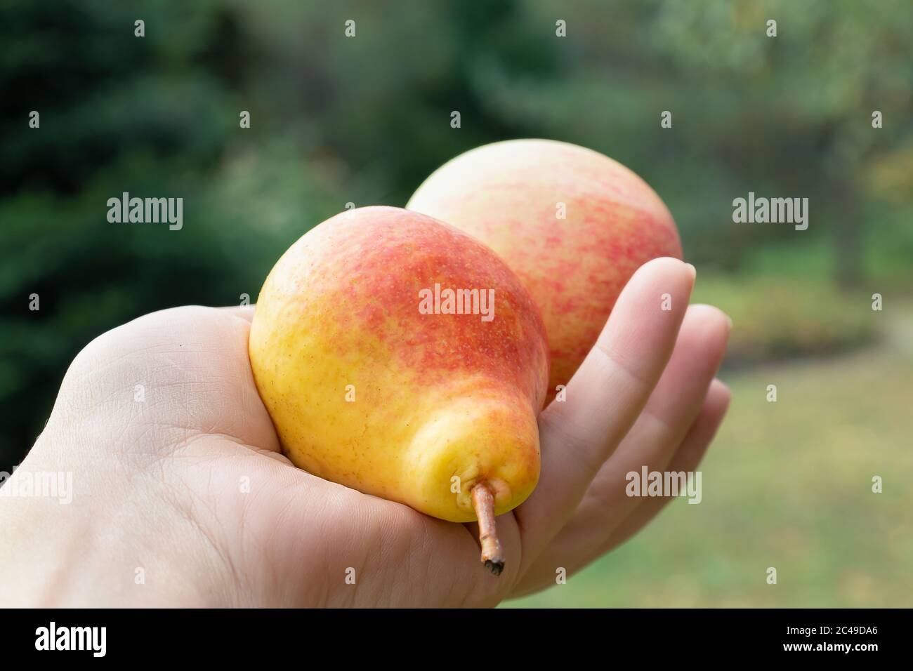 Pera matura e mela in una mano femminile sullo sfondo di un giardino d'estate primo piano. Visualizzazione in prima persona Foto Stock