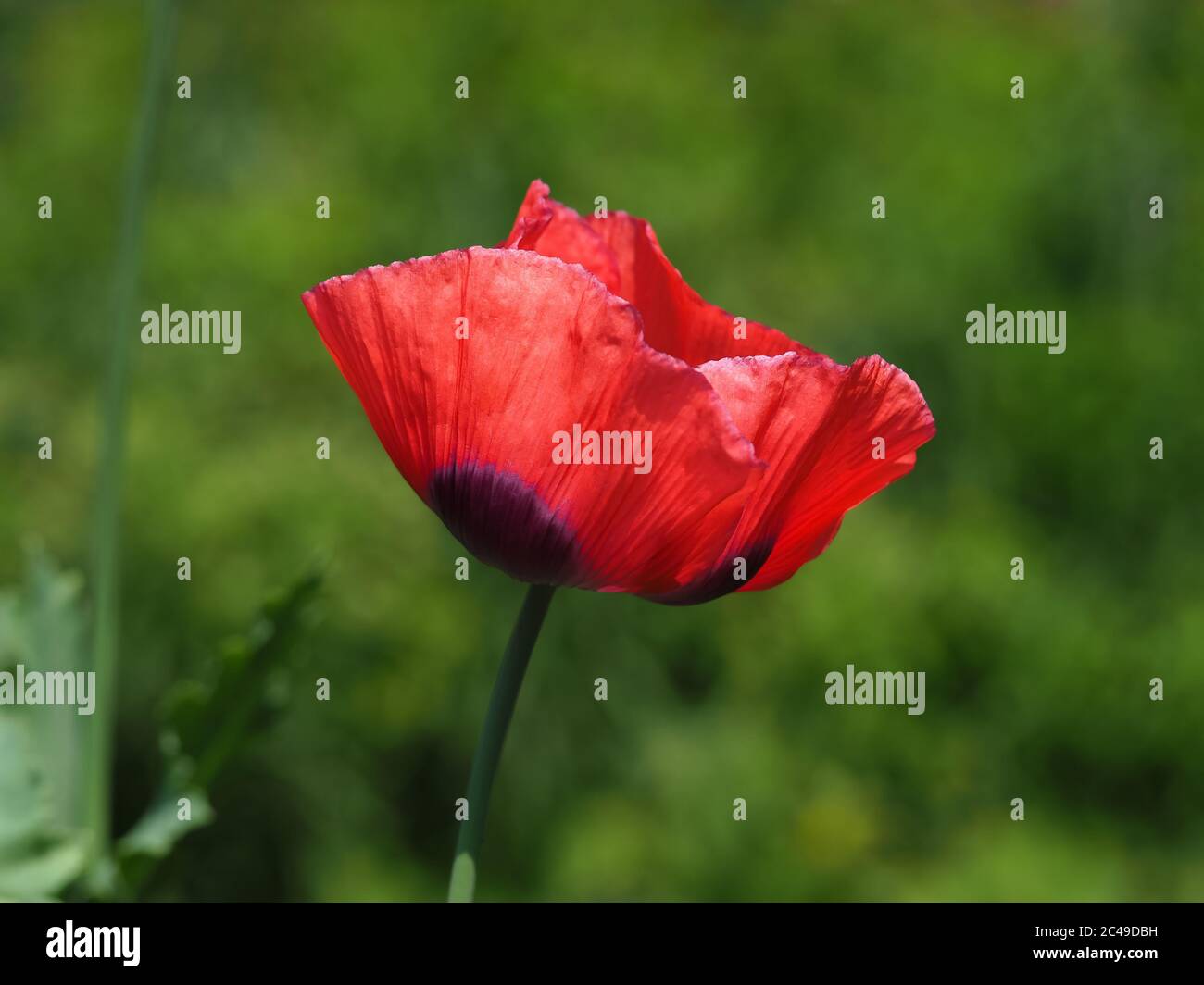 Primo piano di un solo bel fiore rosso papavero in un giardino Foto Stock