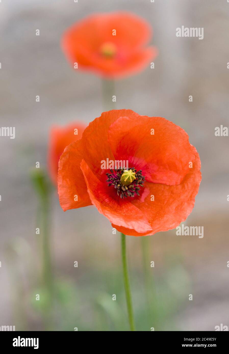 Capo di un papavero a testa lunga, Papaver dubium, che cresce selvaggio in Northumberland, Regno Unito Foto Stock