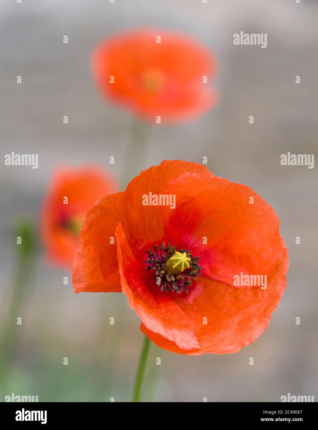 Capo di un papavero a testa lunga, Papaver dubium, che cresce selvaggio in Northumberland, Regno Unito Foto Stock
