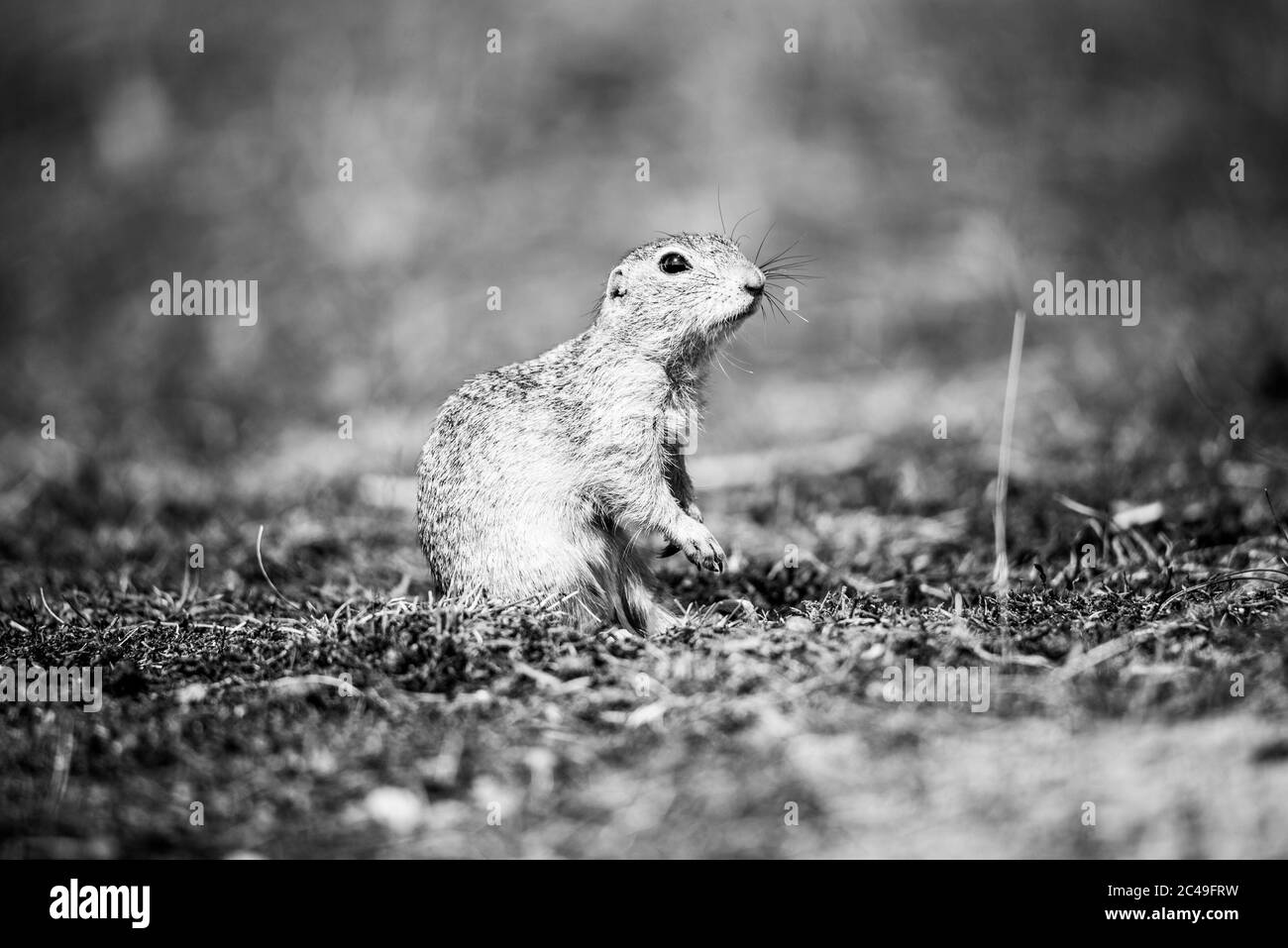 Scoiattolo di terra europeo, Spermophilus citellus, alias Souslik europeo. Piccolo roditore carino in habitat naturale. Immagine in bianco e nero. Foto Stock