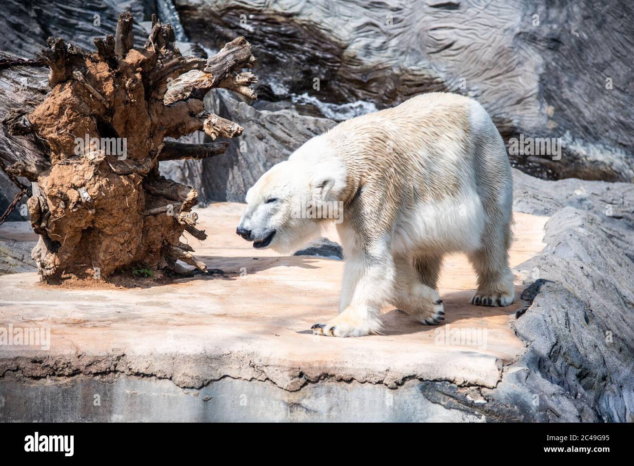 Whote orso polare camminare nello zoo. Foto Stock