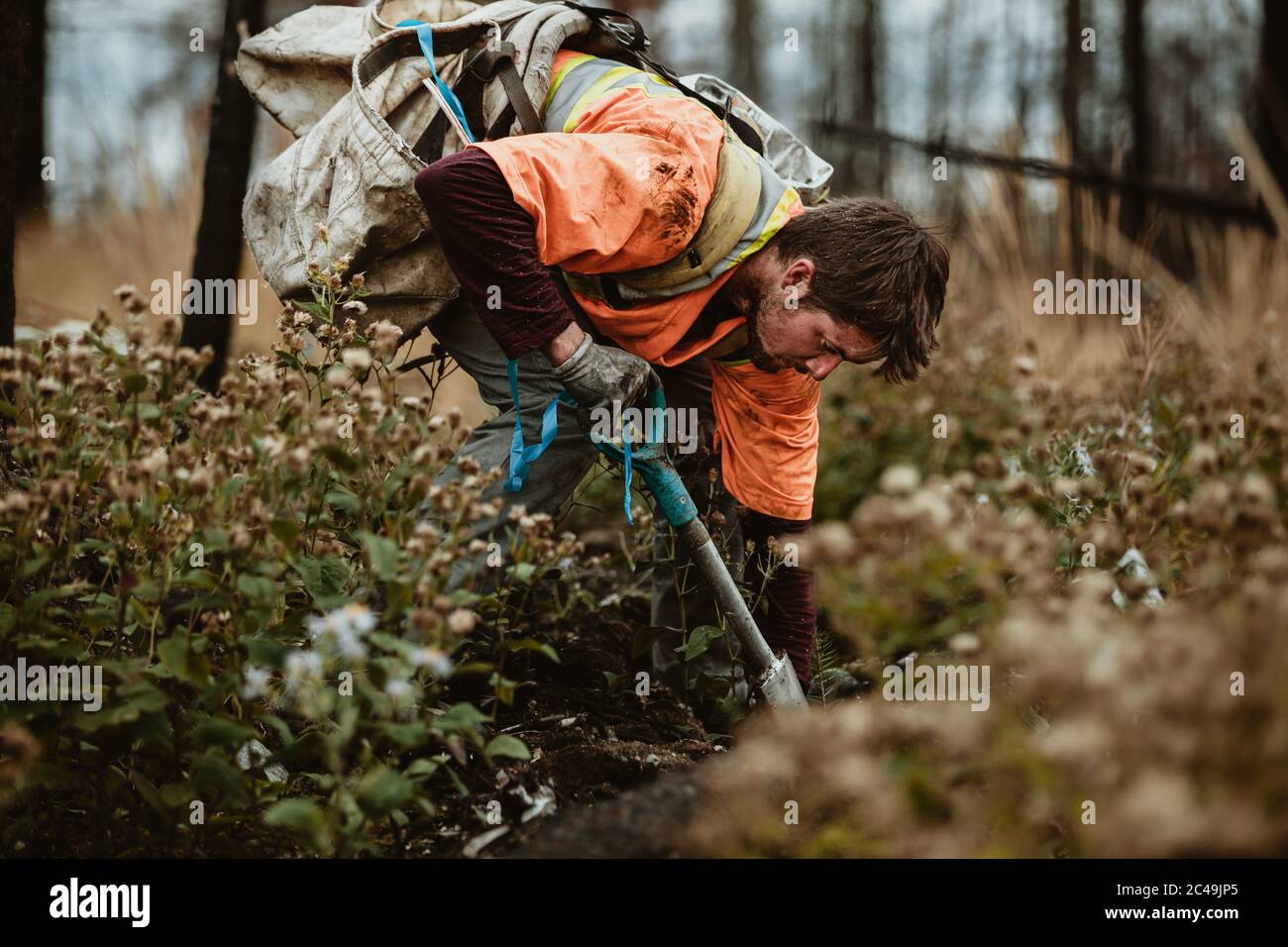 Ranger di foresta che pianta nuovi giovani pianta. Uomo scavando buco con pala per piantare nuovi alberi in foresta. Foto Stock