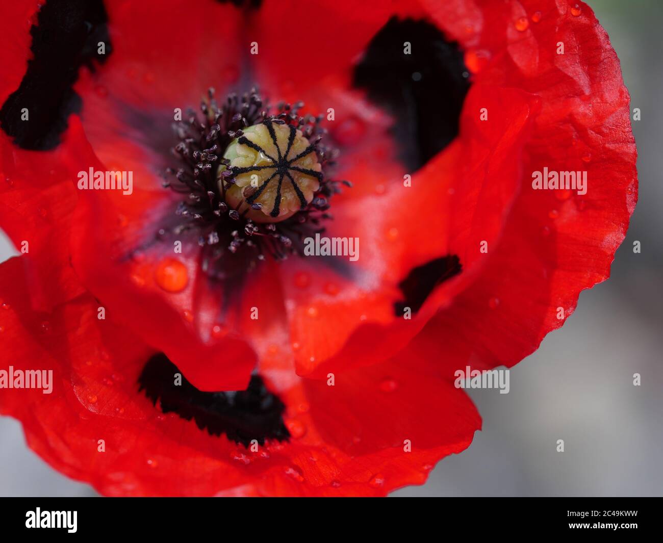 Papaver commutatum 'Ladybird', primo piano Foto Stock