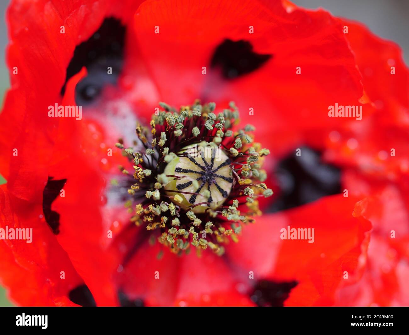 Papaver commutatum 'Ladybird', primo piano Foto Stock