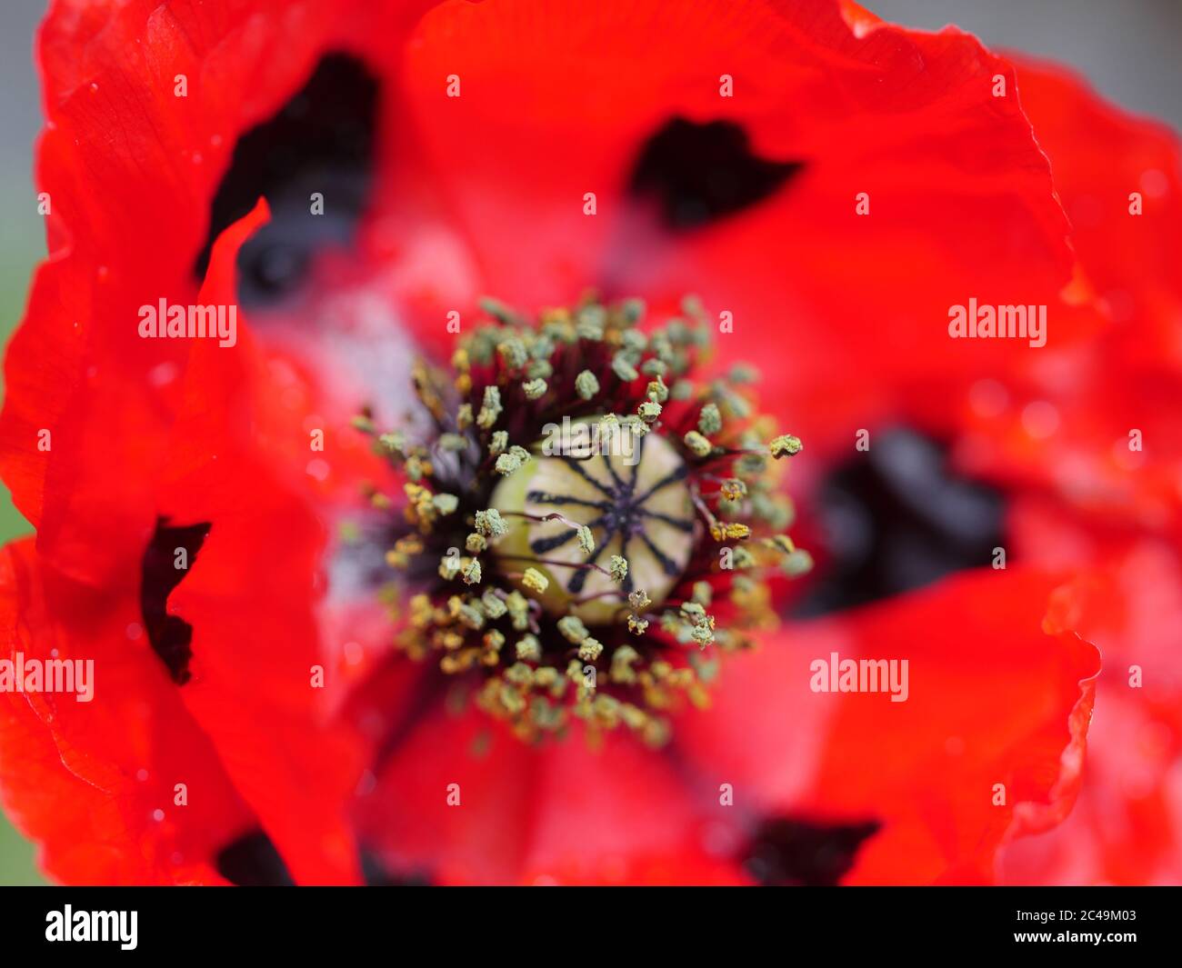 Papaver commutatum 'Ladybird', primo piano Foto Stock