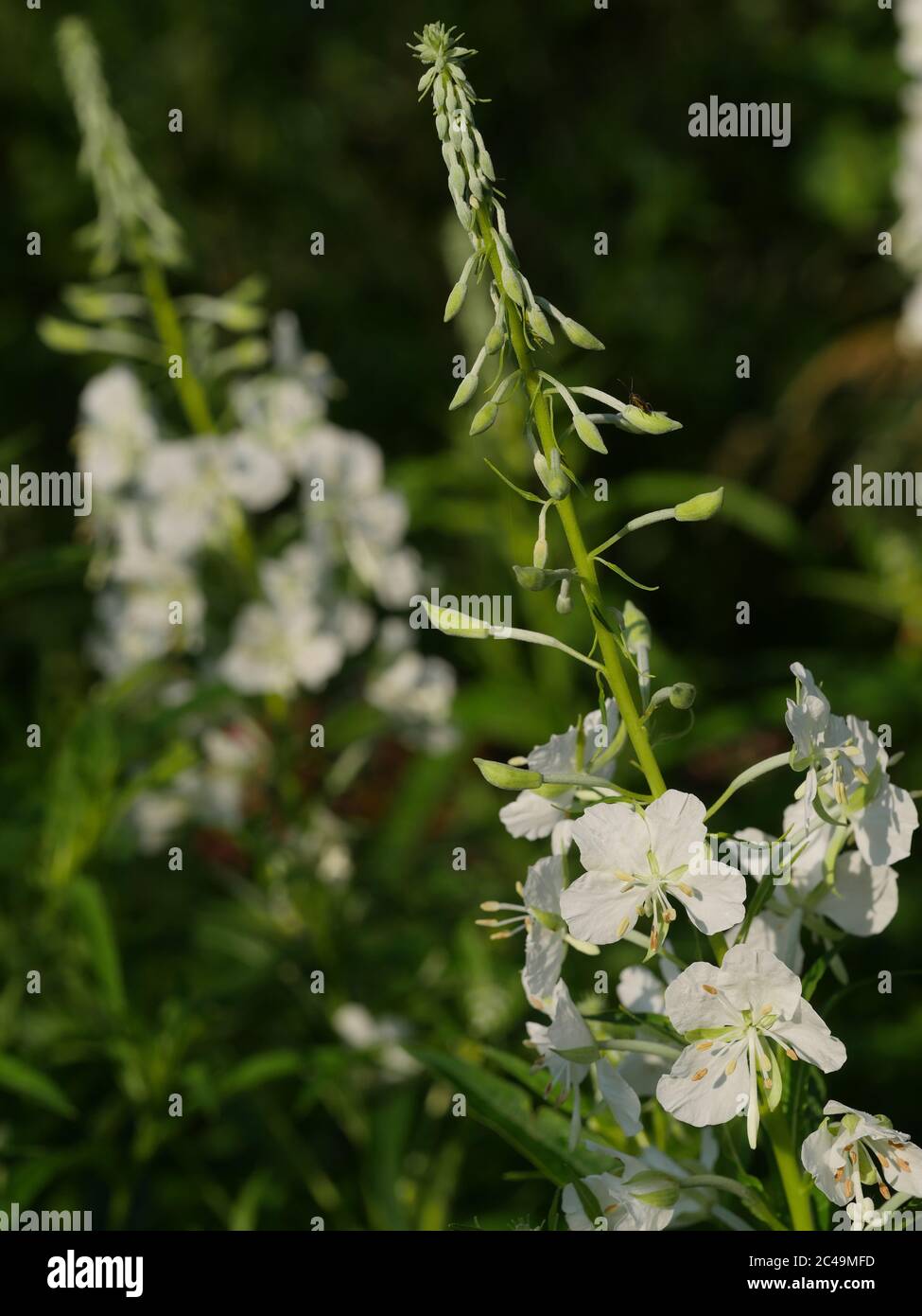 Chamaenerion angustifolium 'Album', Epilobium angustifolium alba, White Rosebay Willowwib Foto Stock
