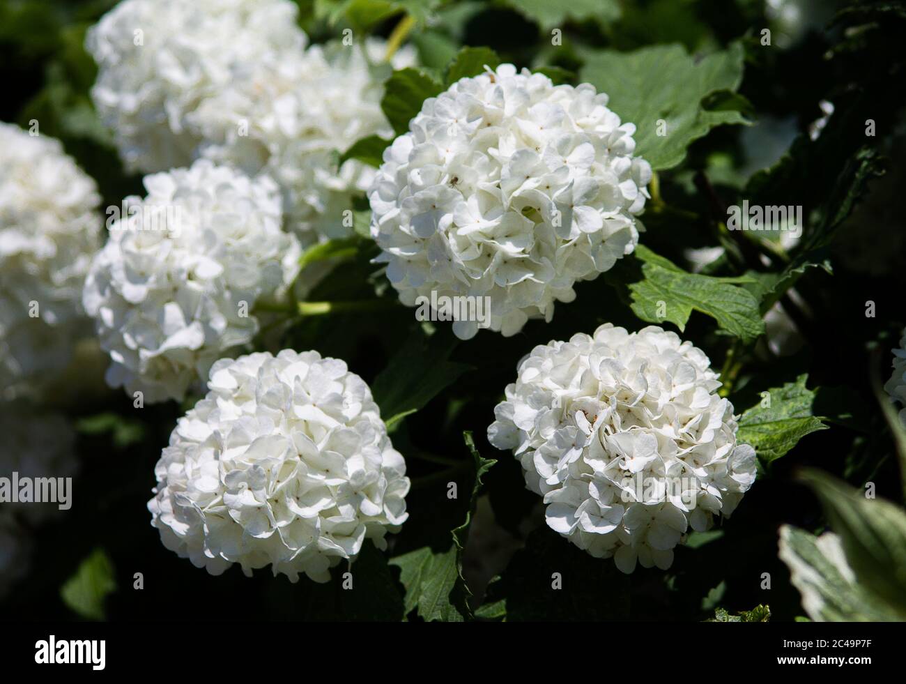Guelder Rose - Viburnum Opulus - Echter Schneeball Foto Stock