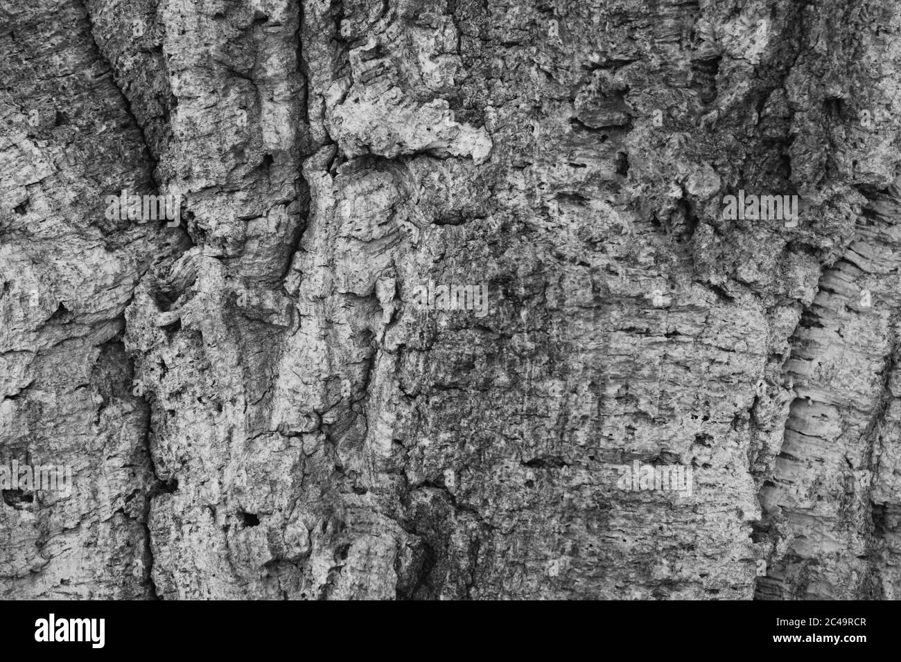 Colpo di closeup di una corteccia di albero molto testurizzato con luce e i colori grigio scuro per il contrasto Foto Stock