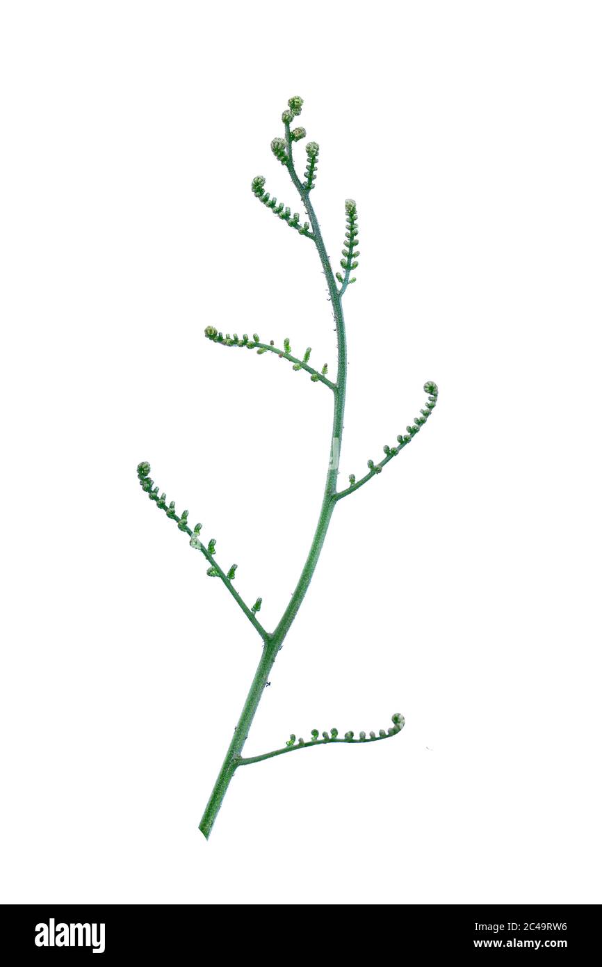 Twisted giungla viti liana pianta con cuore forma foglie verdi isolato su  sfondo bianco, clipping percorso incluso. Disegno floreale. Immagine HD e  Lar Foto stock - Alamy