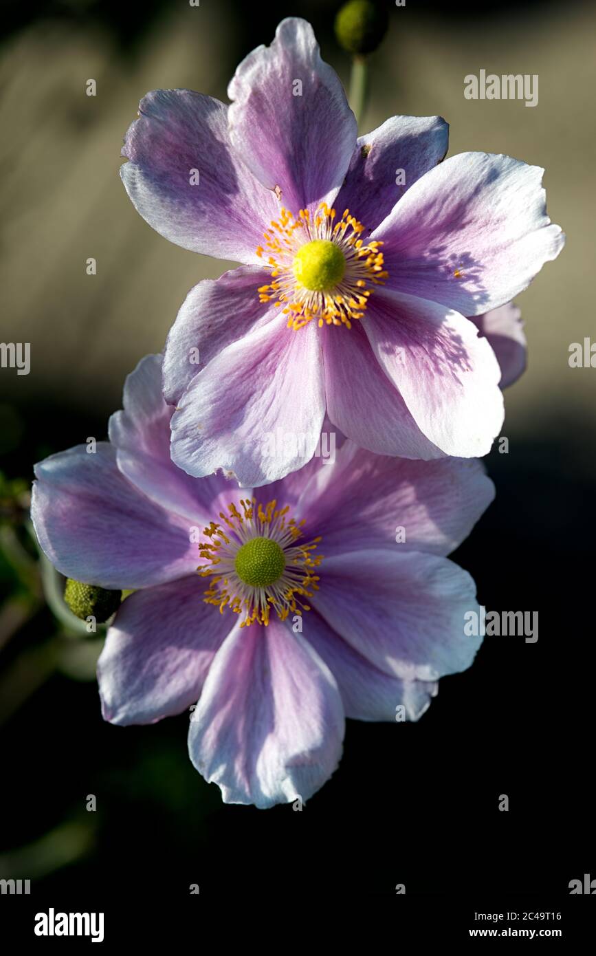 Questi fiori di un Anemone giapponese (Eriocapitella × hybrida) stanno avendo il sole nel loro cuore. Foto Stock