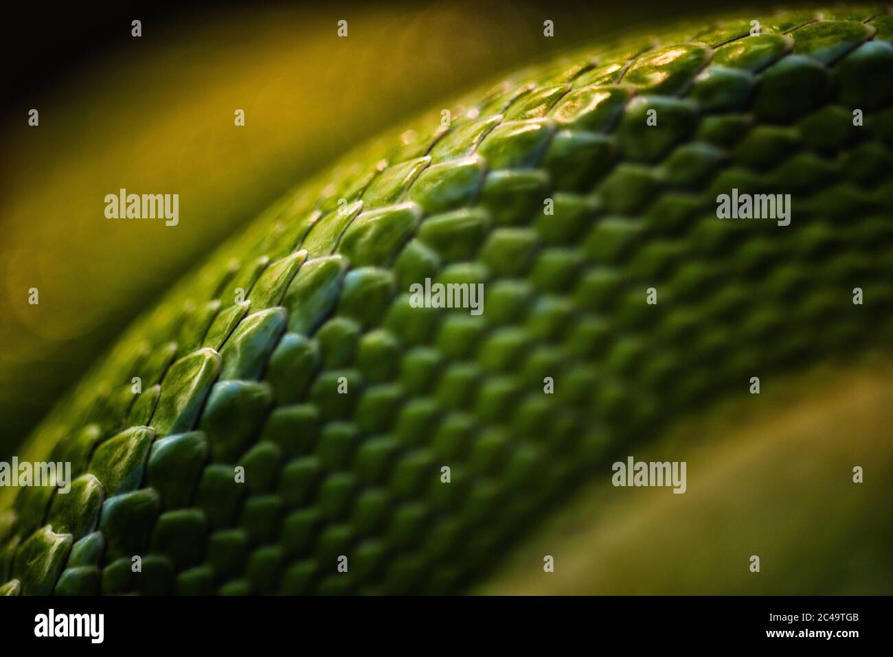 Macro-primo piano astratto di scale sovrapposte di un pitone verde (Morelia viridis). Foto Stock