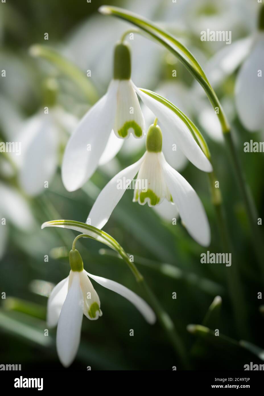 Profilo primo piano di nevicate comuni (Galanthus nivalis). La luce solare della primavera mostra tutti i dettagli. Foto Stock