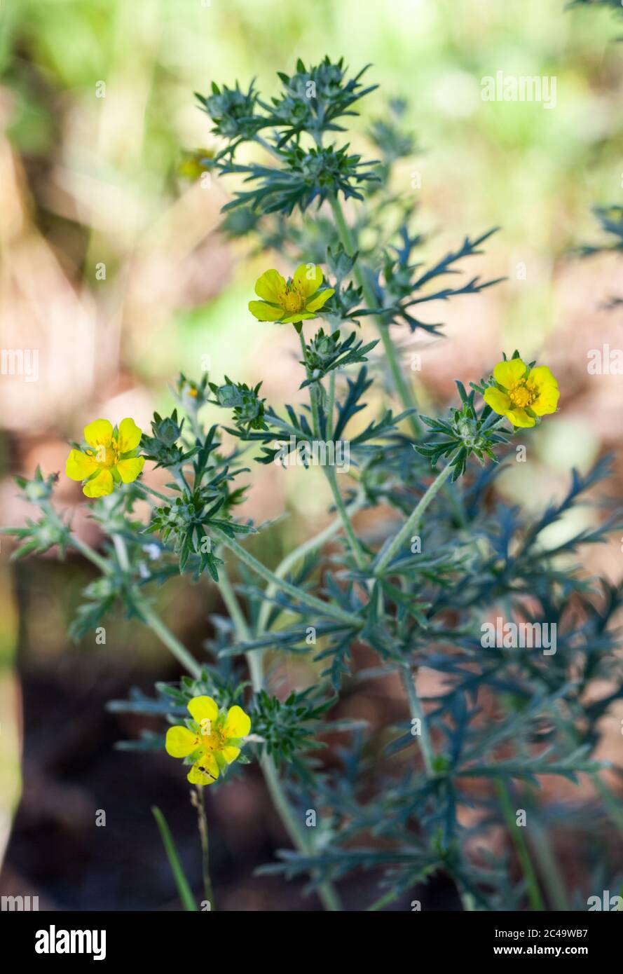 Olio di cinguefoil argentato (Potentilla argentea) Foto Stock