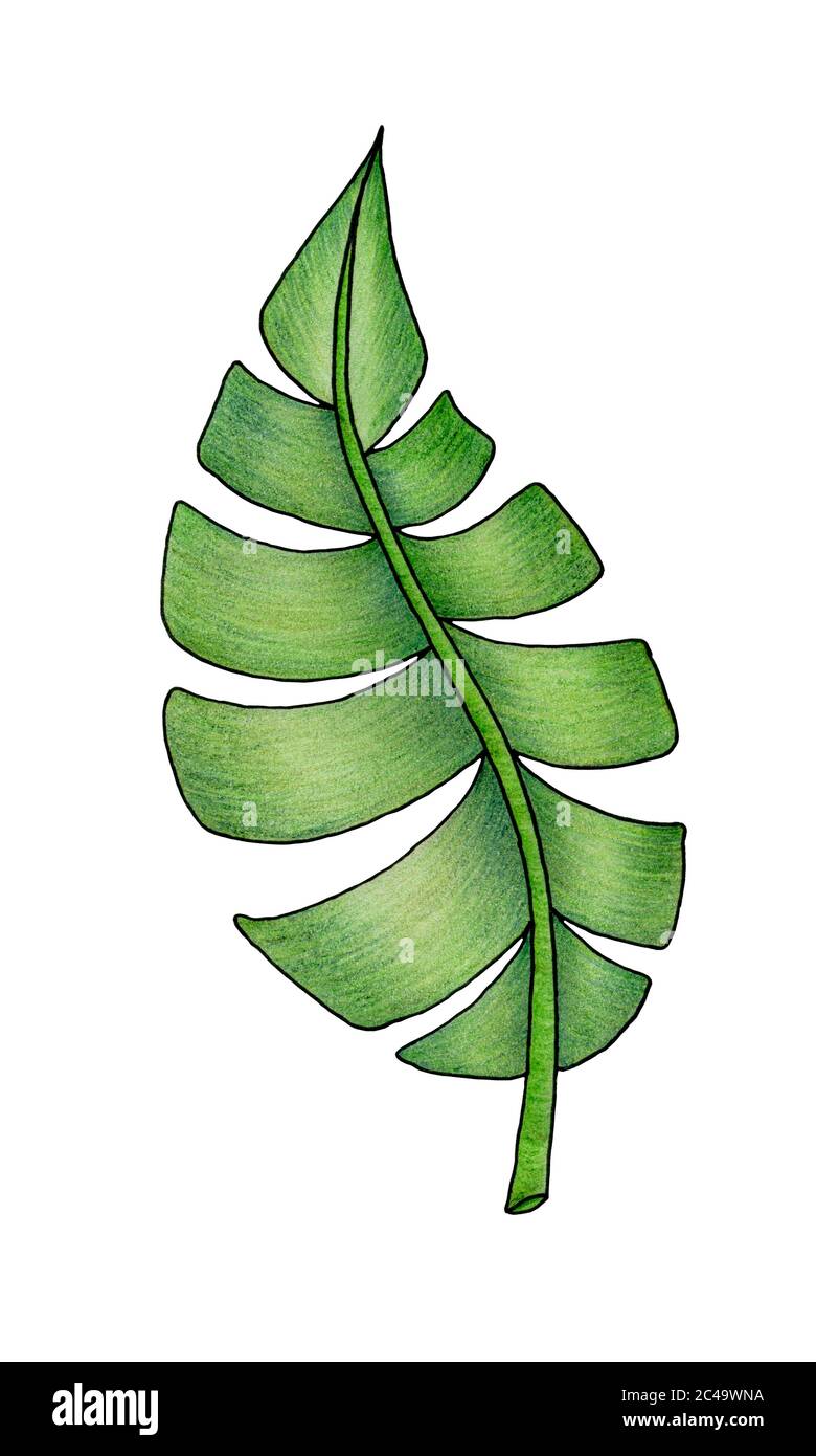 foglia tropicale disegnata a mano isolata su foglia bianca, verde in matita  colorata illustrazione, elemento di disegno tropicale Foto stock - Alamy
