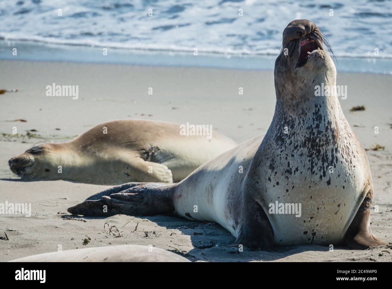 Una foca maschile dell'Elefante Settentrionale (Mirounga angustirostris) sorge da terra, apre la bocca e ruggisce al ruggito della foca dell'Elefante Piedras Plancas. Foto Stock