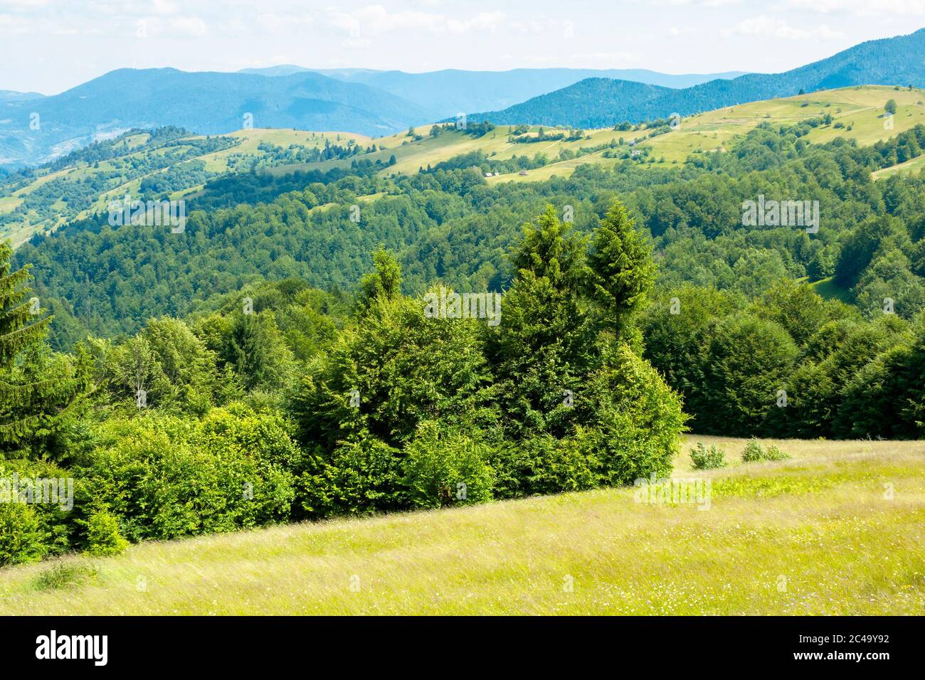 alberi sulla collina erbosa. paesaggio montano estivo. tempo meraviglioso in una giornata di sole. cielo luminoso a mezzogiorno Foto Stock