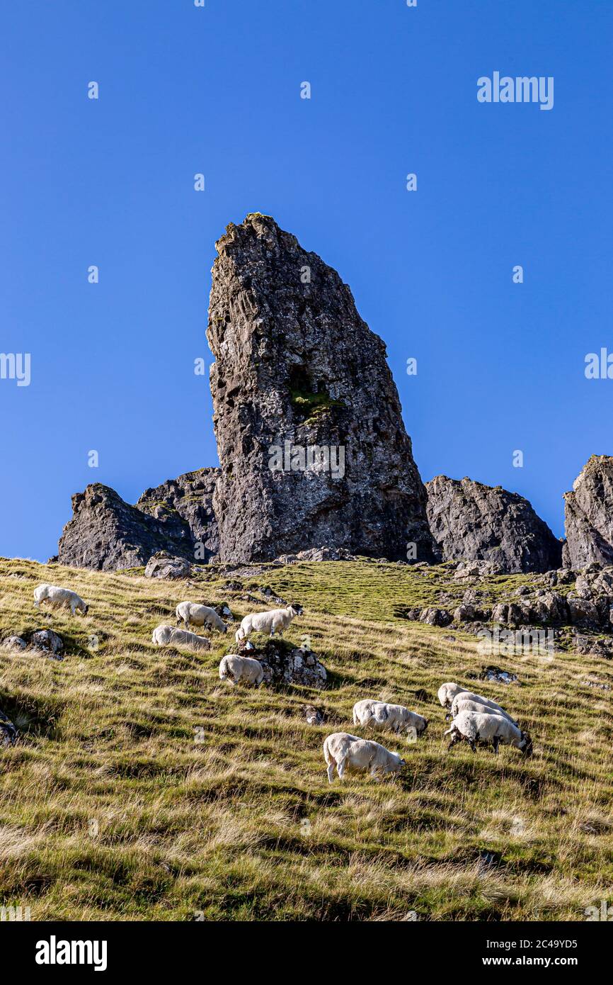 Pecore su una montagna di fronte al Vecchio uomo di Storr sull'isola di Skye, in una giornata soleggiata tarda estate Foto Stock