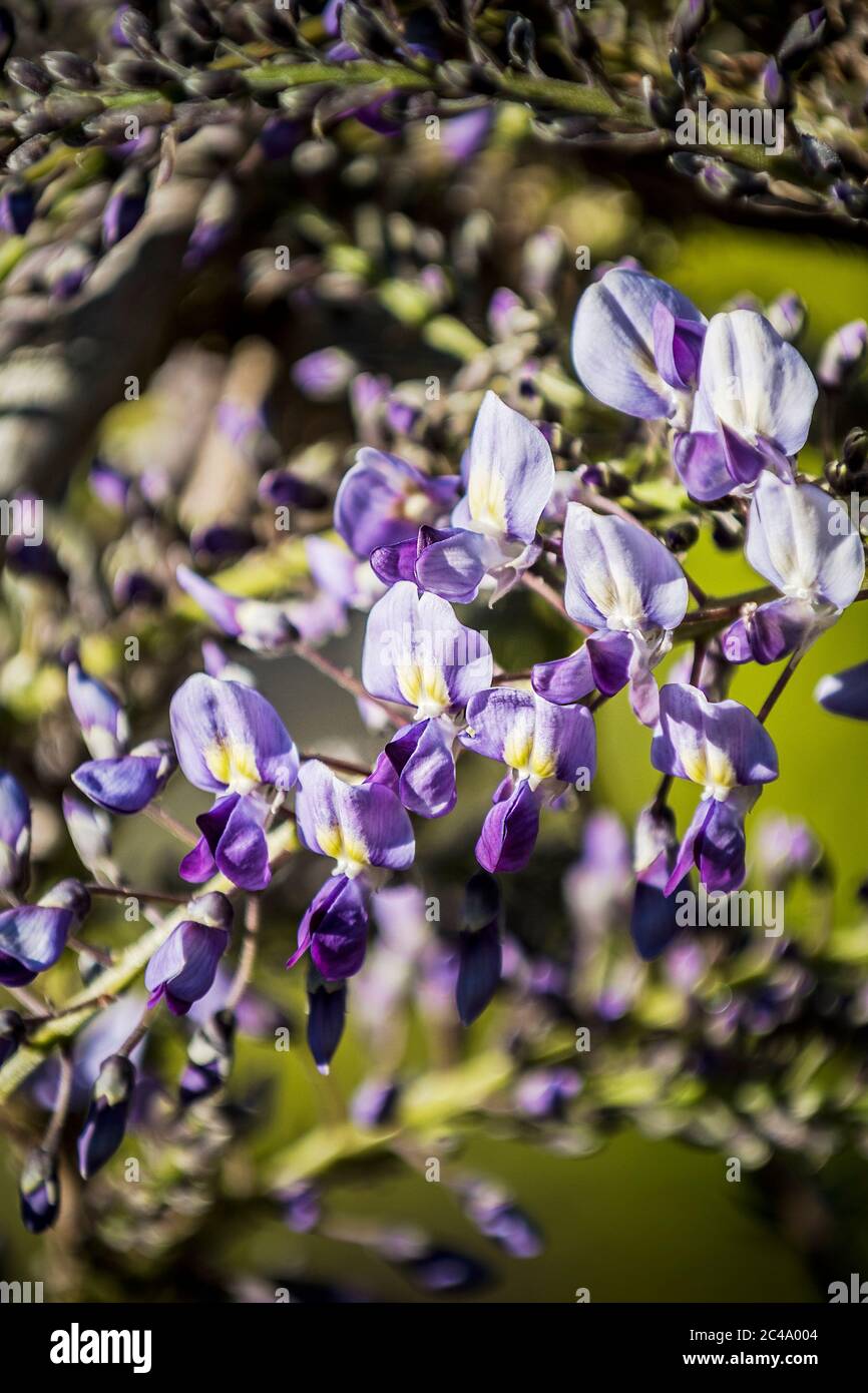Un primo piano dei piccoli fiori individuali che iniziano a fiorire su una Wisteria sinensis. Foto Stock