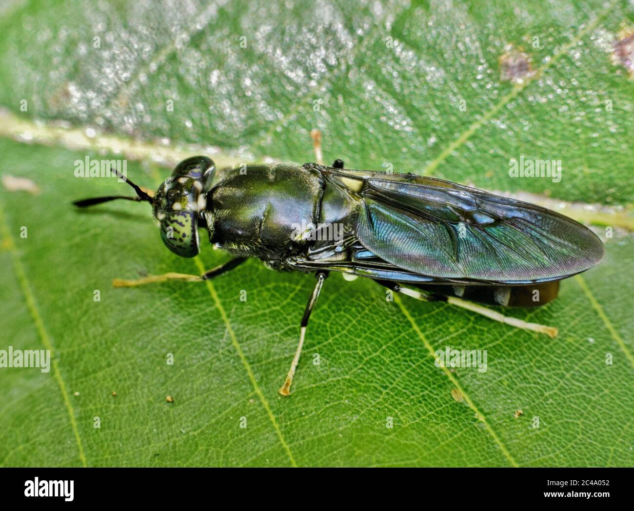 Black Soldier vola riposando su una foglia verde a Houston, Texas. Specie diffuse trovate in tutto il mondo sono considerati insetti benefici. Foto Stock