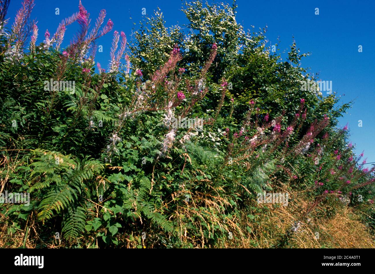 Exmoor Somerset Inghilterra hedgerow RoseBay Willowwib Foto Stock