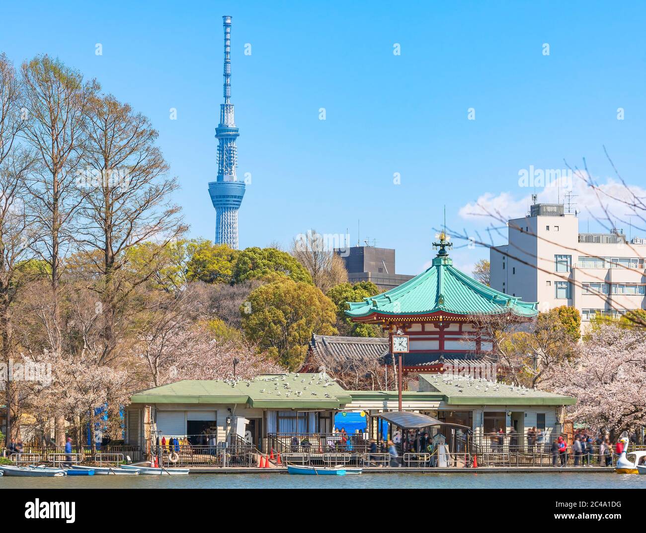 tokyo, giappone - marzo 31 2020: Shinobazu stagno del tempio Kaneiji circondato da alberi di fiori di ciliegio dove la gente godendo Ueno parco festival hanami wit Foto Stock