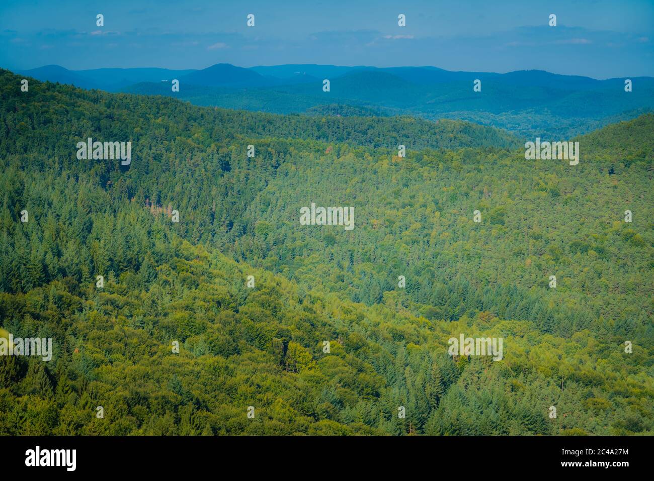 La foresta di Palatinato è la riserva della biosfera dell'UNESCO e insieme ai Vosgi francesi la più grande foresta in Medio Europa. Foto Stock
