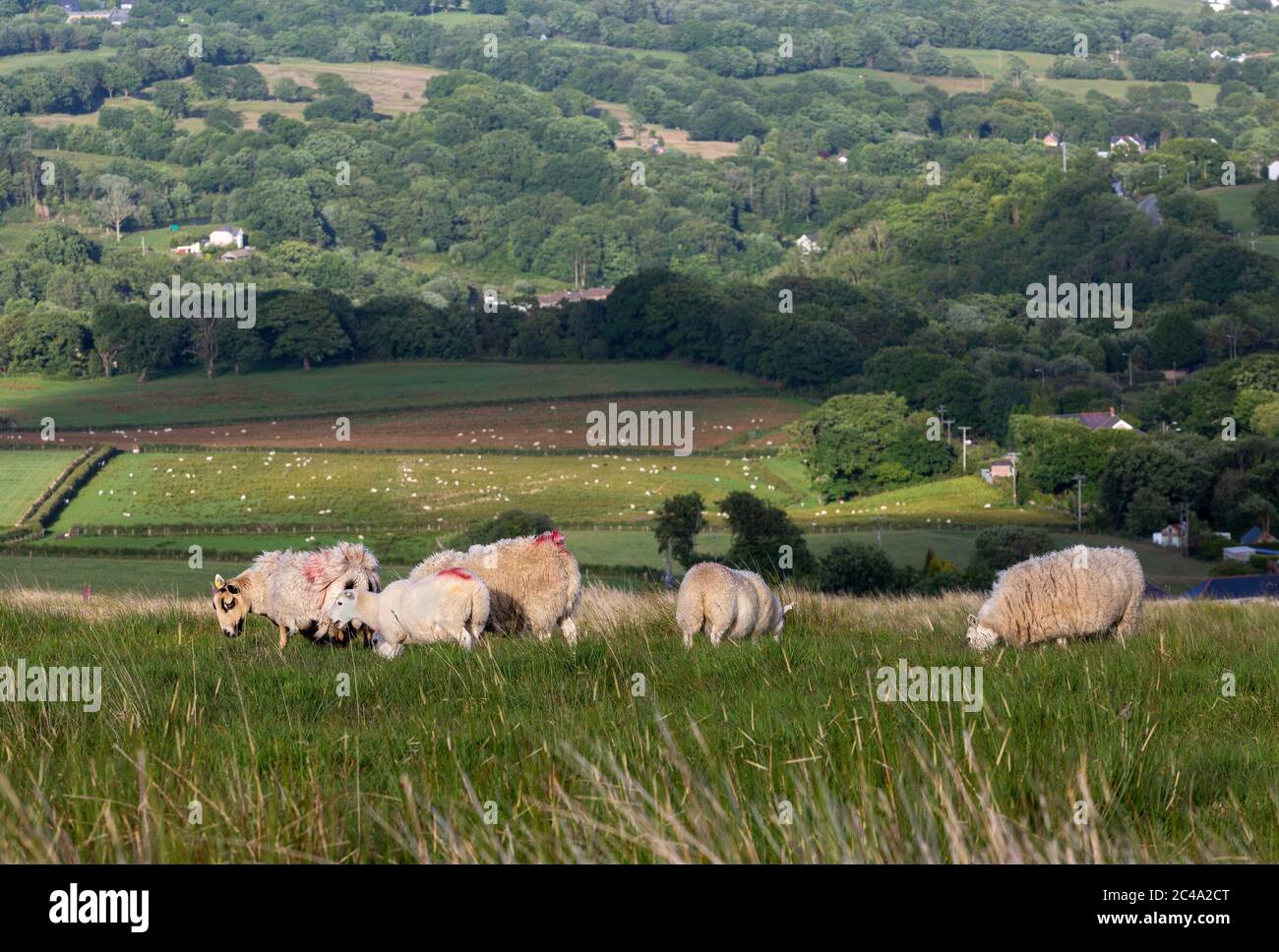 Pecore al pascolo su di una collina Foto Stock