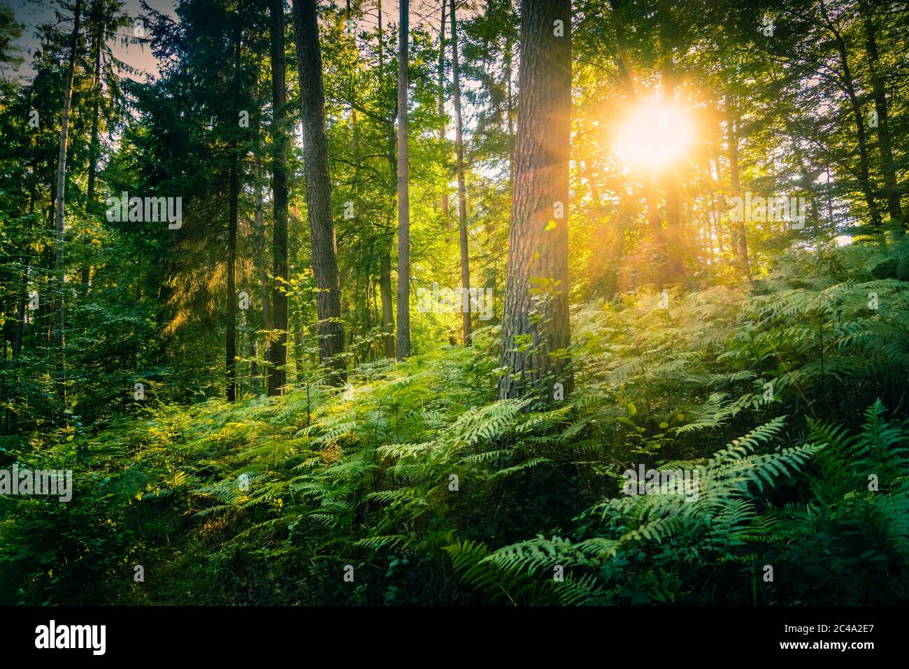 Il sole serale splende attraverso il fogliame degli alberi nella Riserva della Biosfera dell'UNESCO, la Foresta Palatinato. Foto Stock