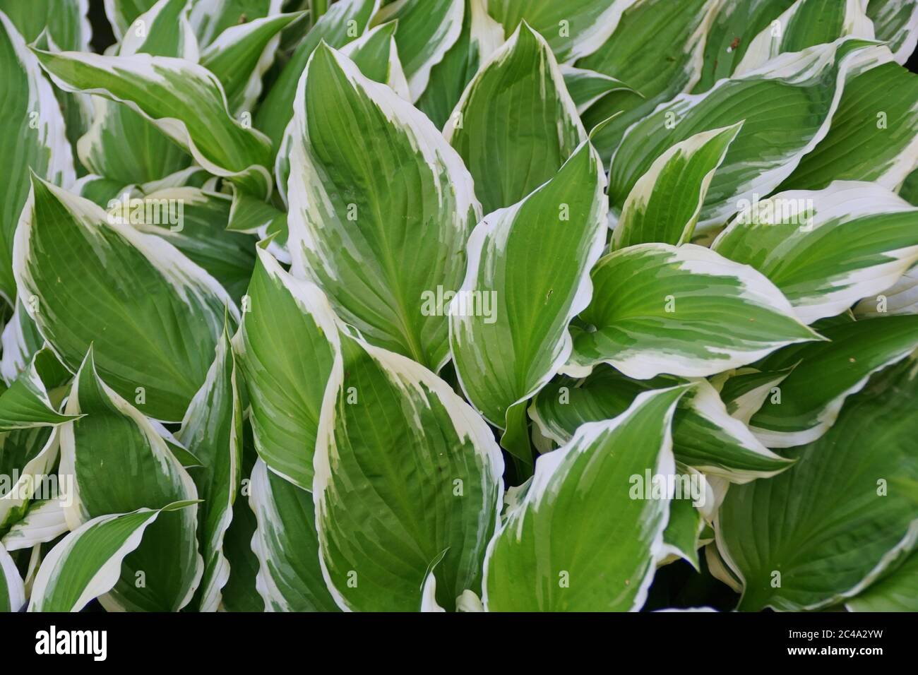 Belle foglie di piante di ostas bianche e verdi Foto Stock