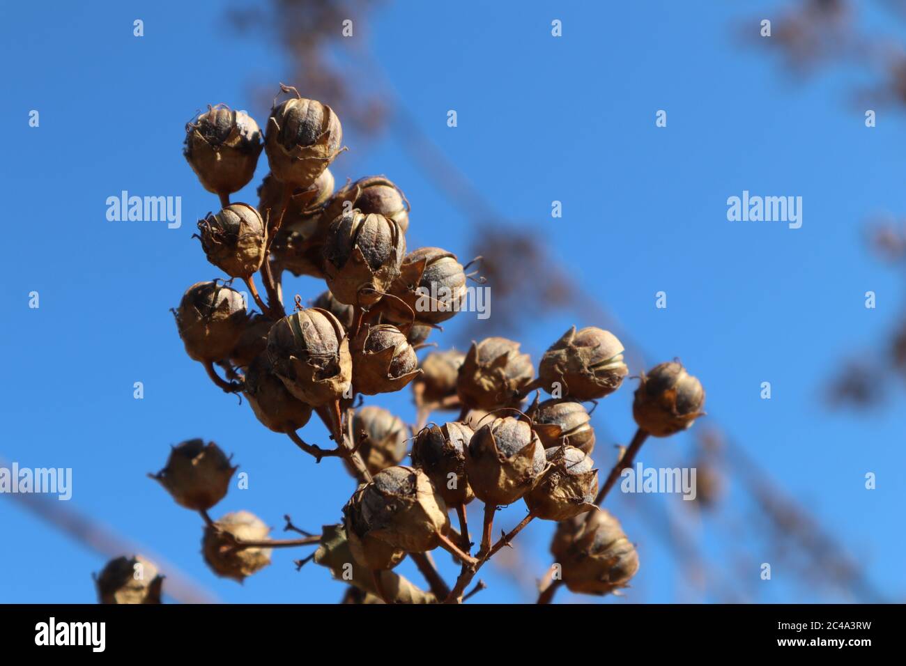 Le paniclette o i semi del mirto crepe sono contrastati con un cielo blu vivo in autunno, inverno, spazio per il testo, copia Foto Stock