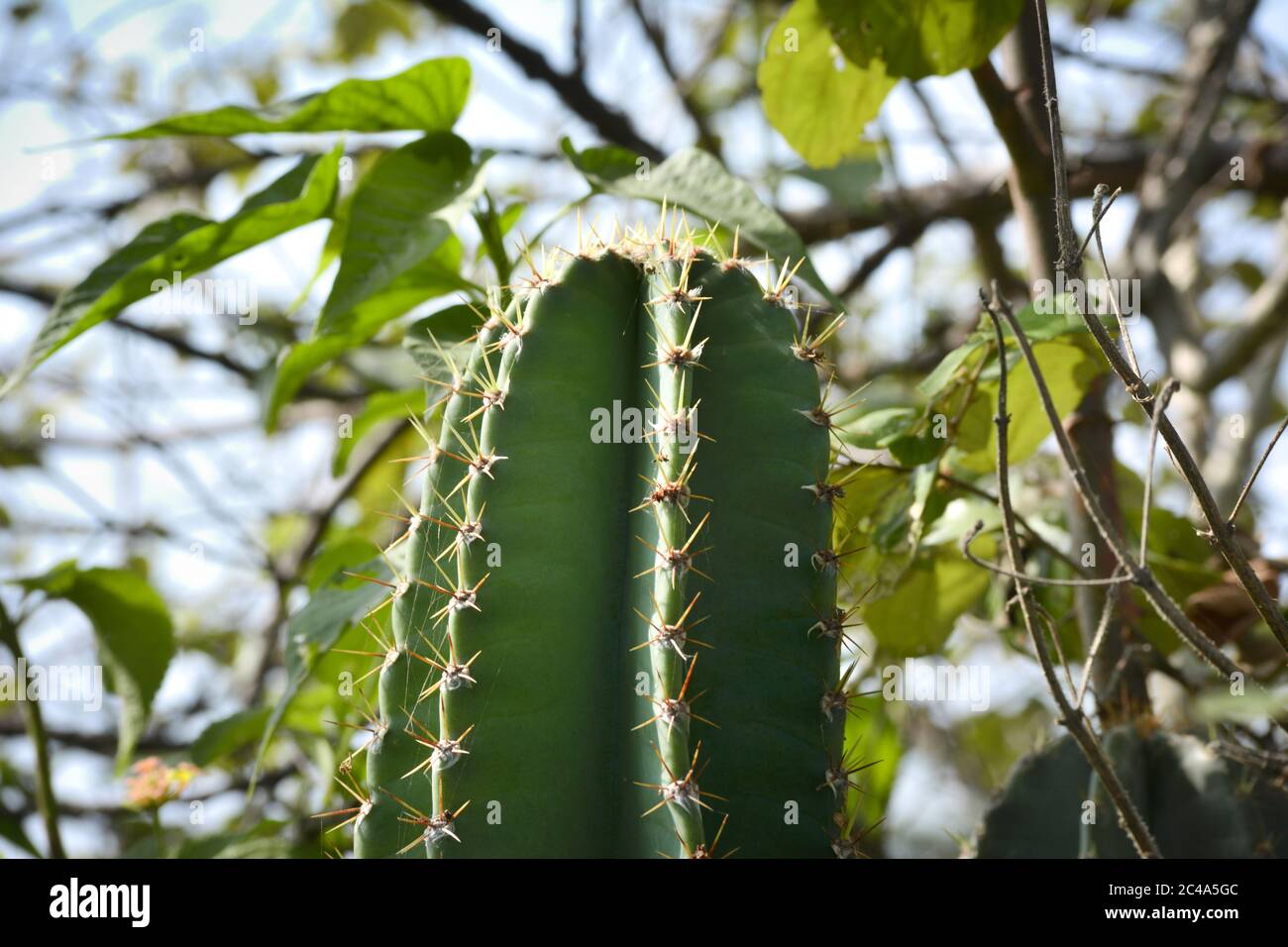 Bell'albero di cactus con sfondo verde di foresta di piante Foto Stock
