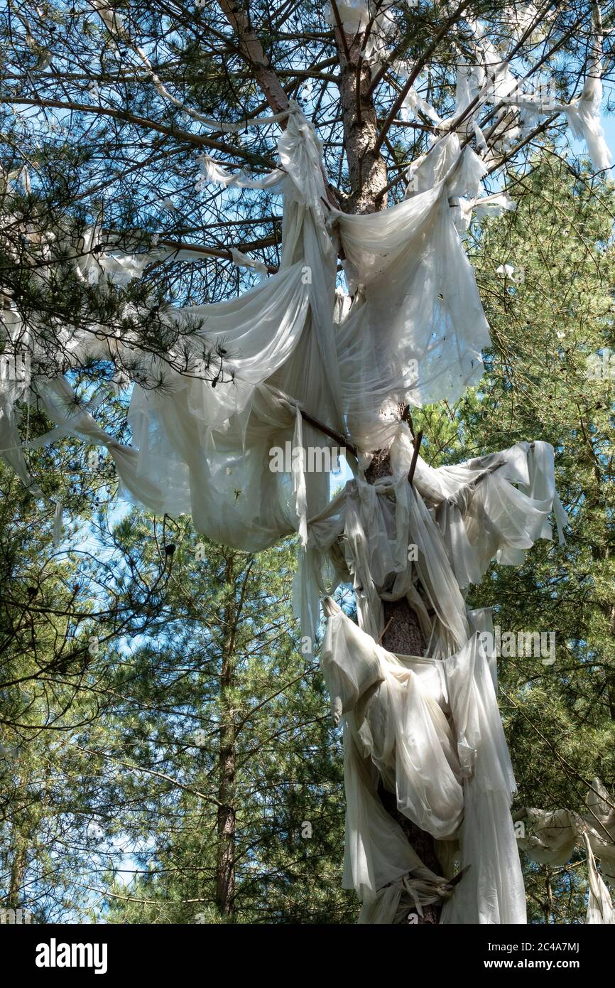 Un albero in una pineta drappeggiato a vento soffiato coperta termale agricola Foto Stock