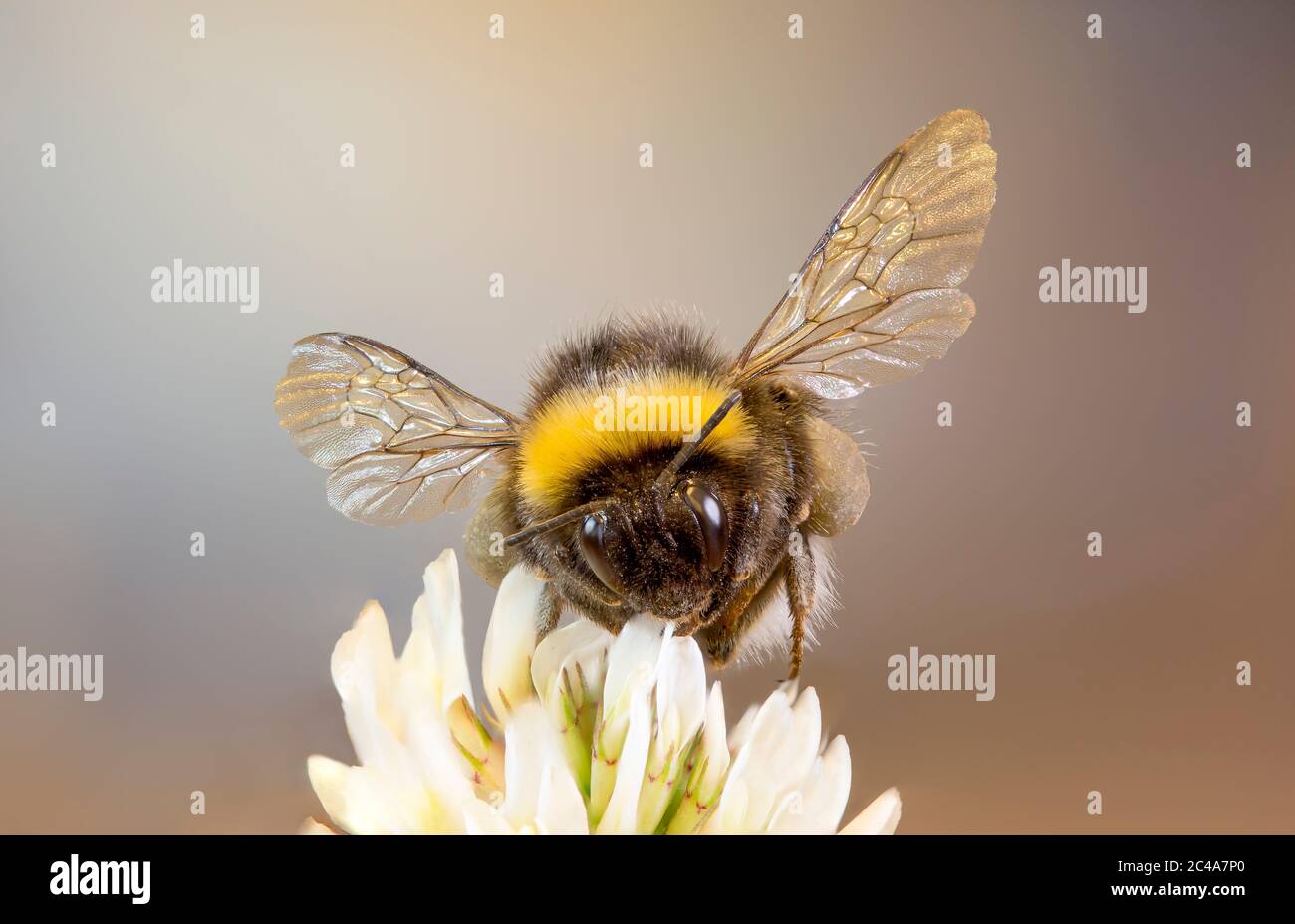 Vista frontale dettagliata, macro, ravvicinata di un'ape selvaggia del Regno Unito isolata su un unico fiore bianco di trifoglio. Bumblebee inglesi. Foto Stock