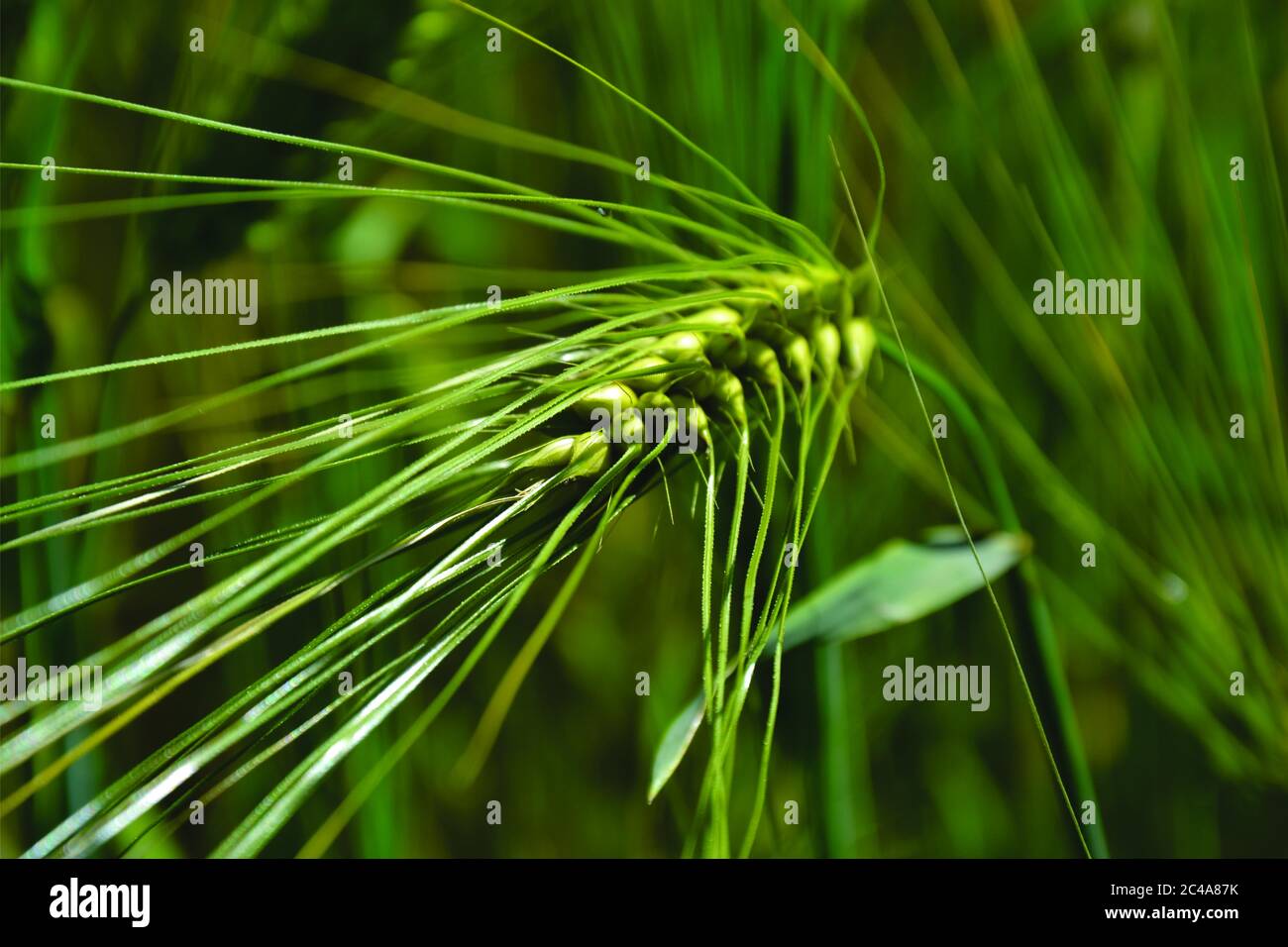 fiore di grano Foto Stock