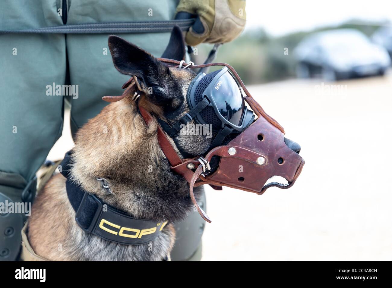 Askos, Grecia - 14 febbraio 2020: Il cane militare partecipa ad un esercizio militare internazionale con un vero fuoco (Golden Fleece -20) tra greco, esercito degli Stati Uniti Foto Stock