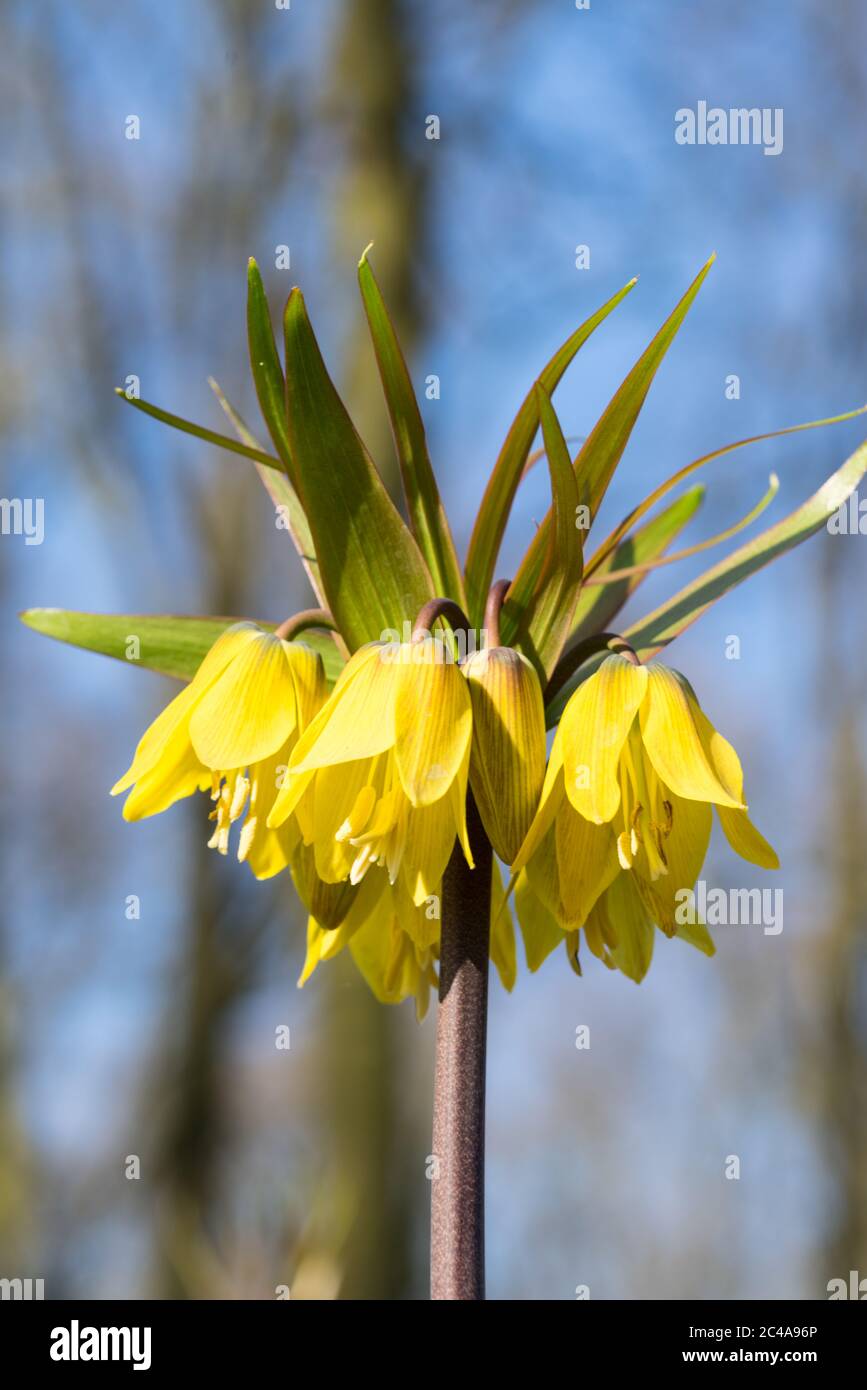 Fioritura giallo imperiale fritillary fiori con sullo sfondo alberi e cielo blu, visto da un angolo basso Foto Stock